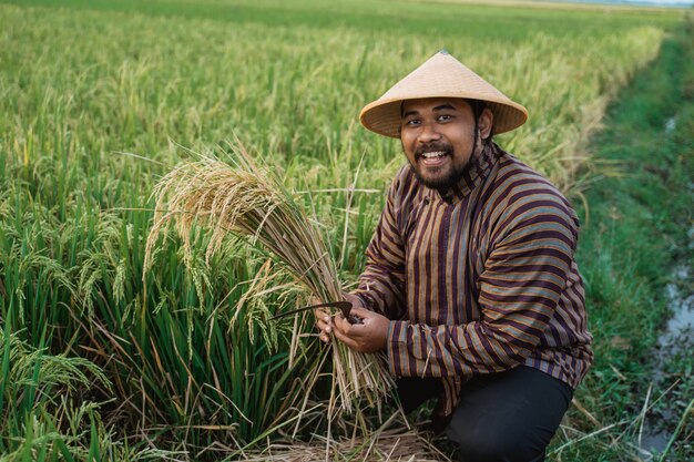 Agricultor asiático com um chapéu no campo de arroz