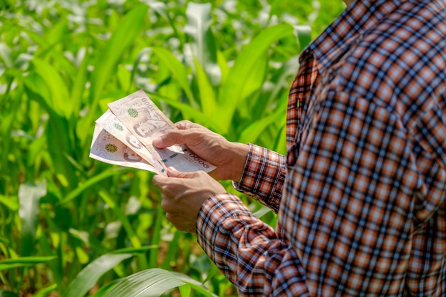 Agricultor asiático em camisa listrada segurando notas no campo de milho