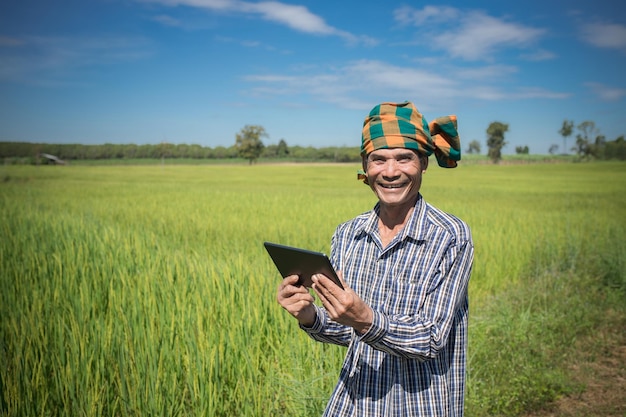 Agricultor asiático con la mano sosteniendo un teléfono inteligente de pie en una granja de arroz, concepto de subsidio en efectivo