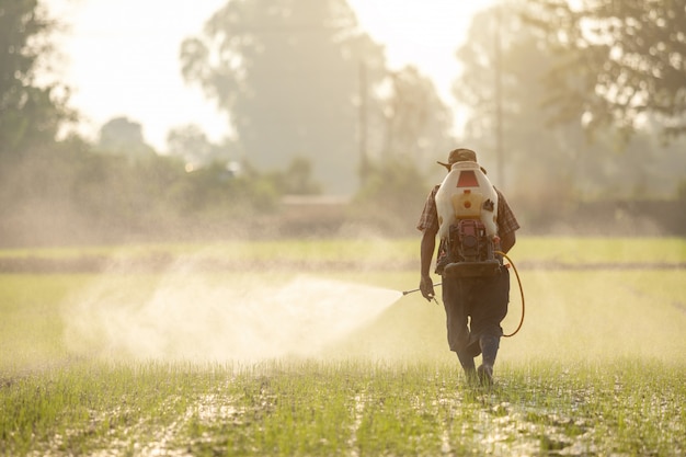 Agricultor asiático pulverização de fertilizantes para o campo de arroz verde jovem