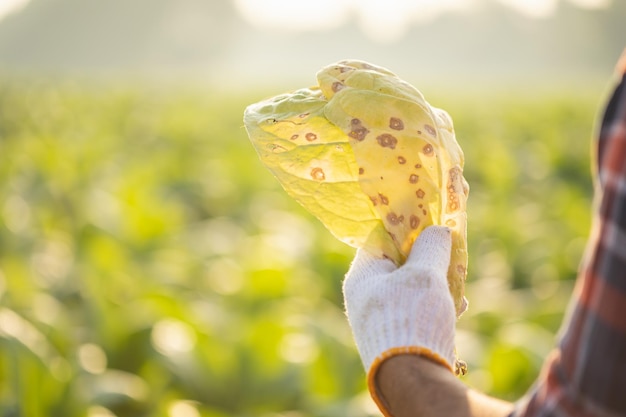 Agricultor asiático que trabaja en el campo del árbol del tabaco y sostiene daños o hojas desperdiciadas después de plantar enfermedades en plantas y agricultura Concepto