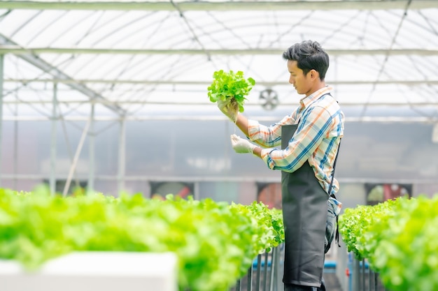 Agricultor asiático revisando lechuga de roble verde fresca en una granja de invernadero hidropónico