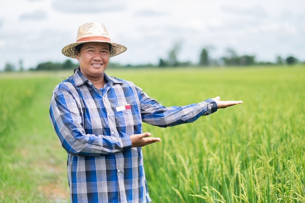 Agricultor asiático sênior em uma fazenda de arroz verde