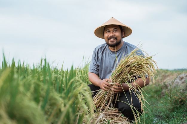 Agricultor asiático con un sombrero en el campo de arroz