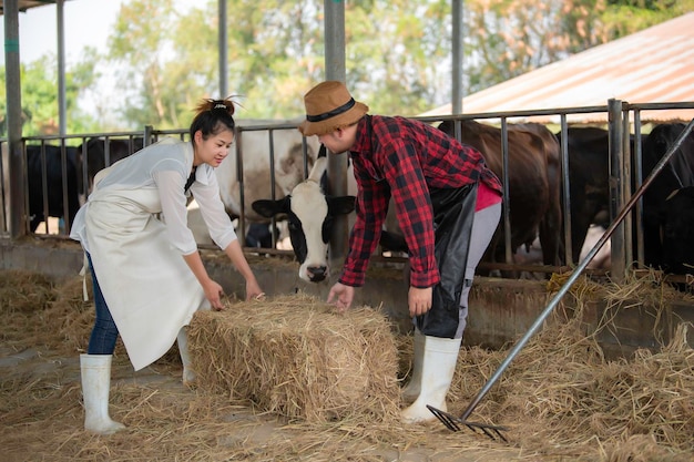 Agricultor asiático Trabaja en una granja lechera rural fuera de la ciudad Jóvenes con vacas