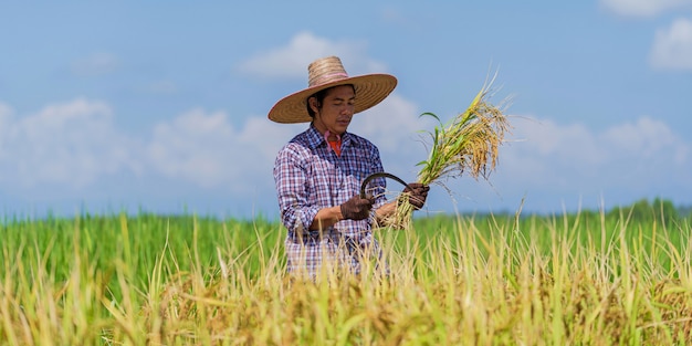 Agricultor asiático trabajando en el campo de arroz bajo un cielo azul