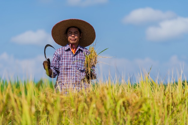 Agricultor asiático trabajando en el campo de arroz bajo un cielo azul