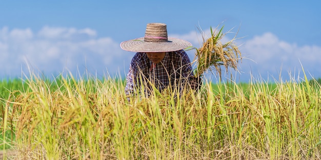 Agricultor asiático trabajando en el campo de arroz bajo un cielo azul