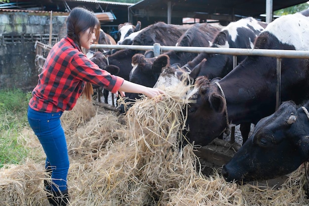 Agricultor asiático Trabalha em uma fazenda leiteira rural fora da cidadeJovens com vaca