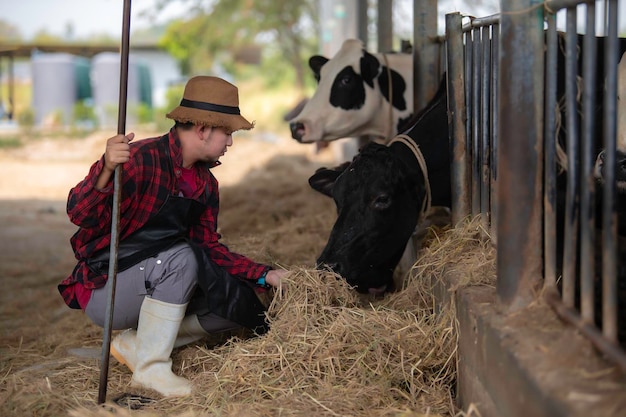 Agricultor asiático Trabalha numa quinta leiteira rural fora da cidade Jovens com vacas