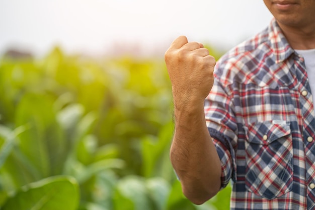 Agricultor asiático trabalhando no campo da árvore do tabaco e levantando seu punho de sucesso feliz por se sentir muito bem enquanto trabalha Felicidade para o conceito de negócio agrícola