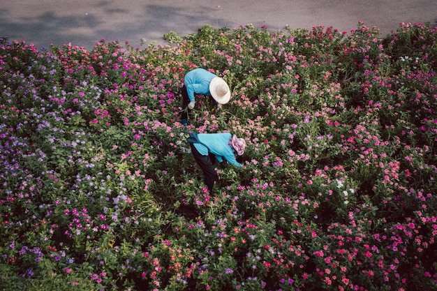 Foto agricultor asiático trabalhando no campo de flores