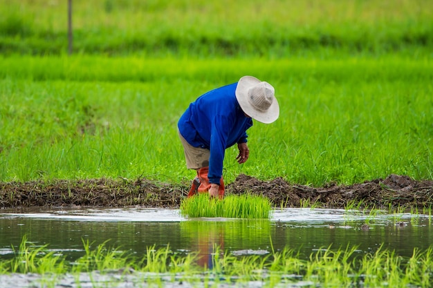 Agricultor asiático trasplanta plántulas de arroz en un campo de arroz