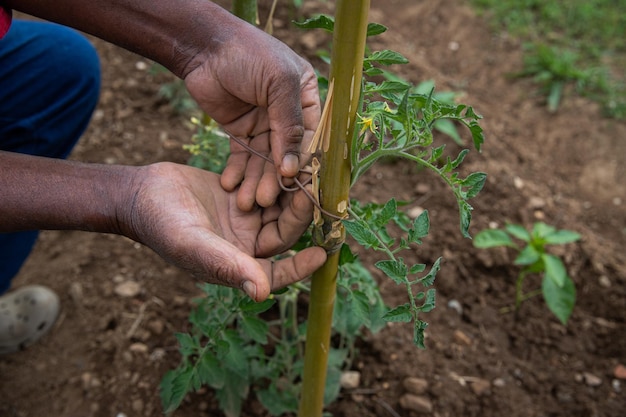 Un agricultor ata una planta de tomate a un poste para que crezca