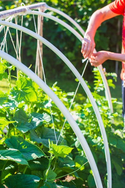 El agricultor ata las plantas en el huerto de la granja Concepto de horticultura y plantación Plantas agrícolas que crecen en lechos de jardín