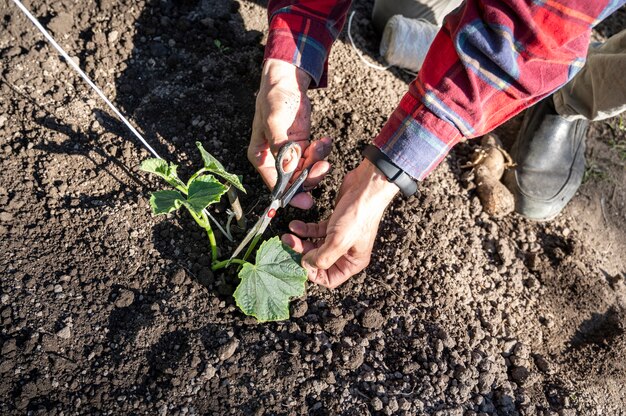 Agricultor ata las plántulas de pepino en el campo