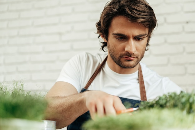 Agricultor atraente barbudo cuidando de brotos de microgreens em sua casa