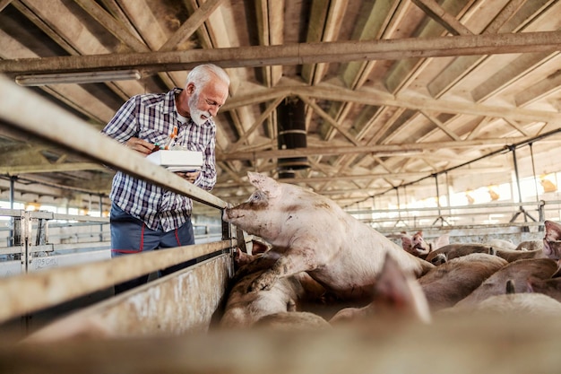 Un agricultor barbudo senior sosteniendo una caja con suplementos para animales