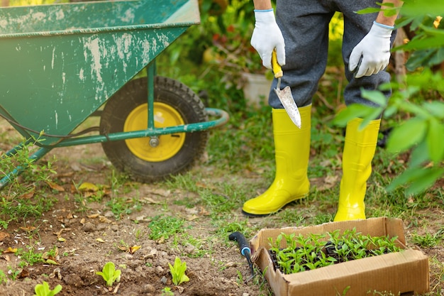 Agricultor en botas de goma amarillas y guantes plantar plántulas de ensalada de lechuga y pimiento en el huerto. Macetas, cajas con semilleros y coche de jardín en el fondo. concepto de ecología creciente.