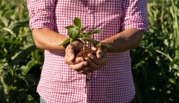 Agricultor con un brote con tierra en sus manos Se encuentra en un cultivo ecológico y sostenible