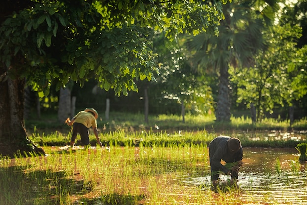 Agricultor y búfalo en el campo de arroz de Tailandia