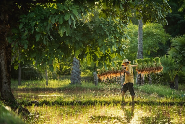 Agricultor y búfalo en el campo de arroz de Tailandia