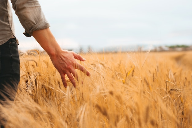 Agricultor caminhando pelo campo verificando a colheita de trigo dourado ao pôr do sol.