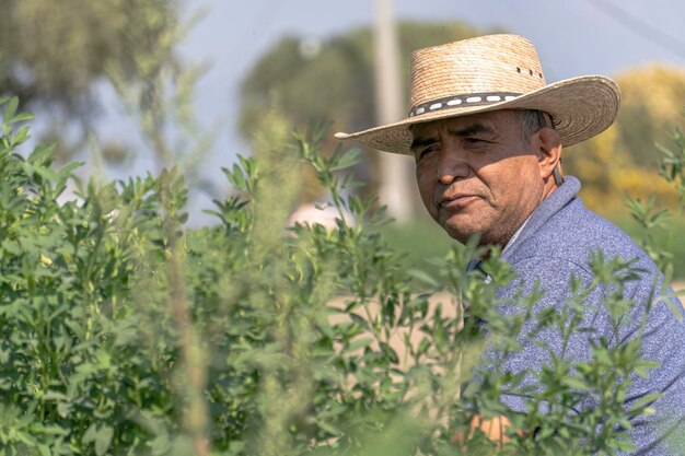 Agricultor en el campo de alfalfa