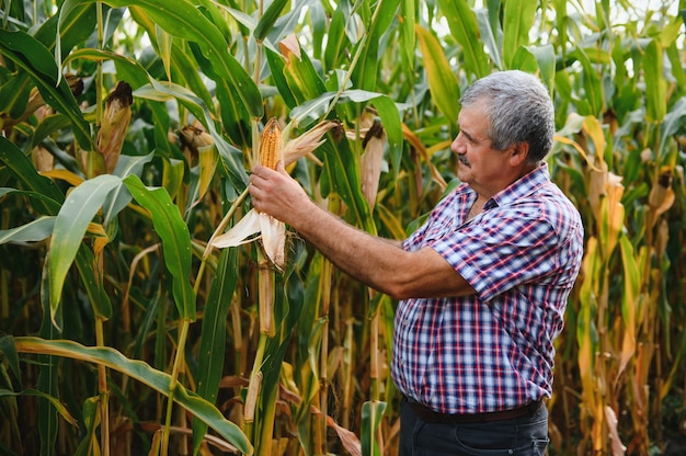 Agricultor en el campo comprobando las plantas de maíz durante un día soleado de verano, la agricultura y el concepto de producción de alimentos