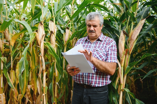 Agricultor en el campo comprobando las plantas de maíz durante un día soleado de verano, la agricultura y el concepto de producción de alimentos