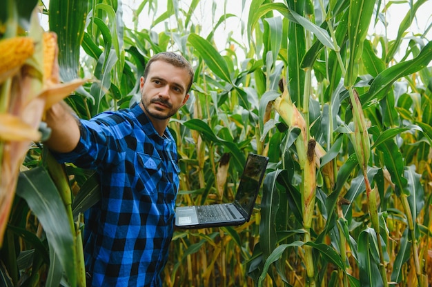 Foto agricultor en el campo comprobando las plantas de maíz durante un día soleado de verano, la agricultura y el concepto de producción de alimentos