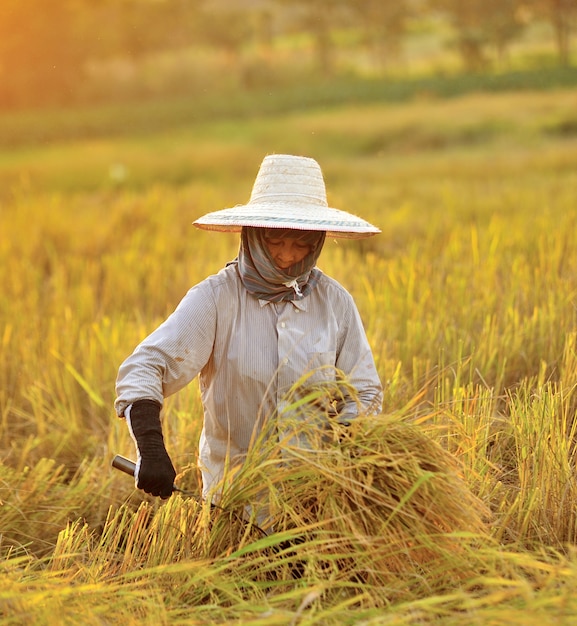 Agricultor en el campo, es tiempo de cosecha