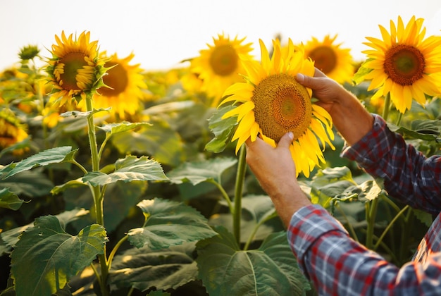 Agricultor en el campo de girasol La mano del agricultor toca el girasol floreciente Cosecha comercial