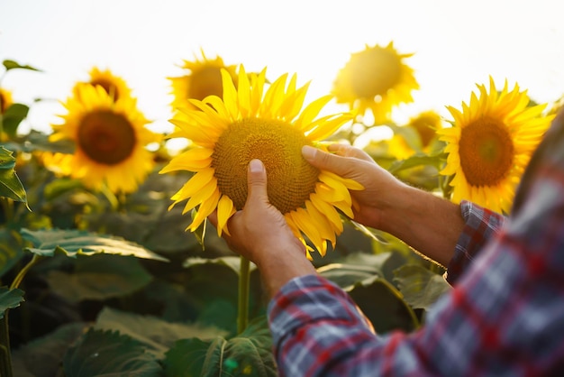 Agricultor en el campo de girasol La mano del agricultor toca el girasol floreciente Cosecha comercial