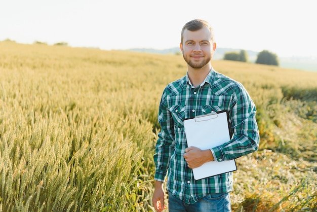 Un agricultor en un campo de trigo comprueba la calidad de los cultivos.