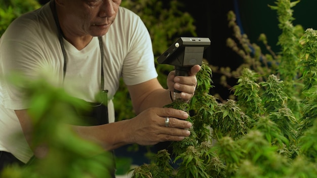 Un agricultor de cannabis usa un microscopio para analizar el CBD en una granja de cannabis curativo
