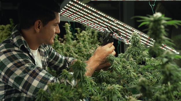 Foto un agricultor de cannabis utiliza un microscopio para analizar el cbd en una granja de cannabis curativo antes de cosecharlo para producir productos de cannabis.