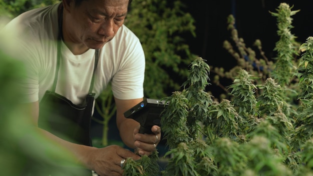 Un agricultor de cannabis utiliza un microscopio para analizar el CBD en una granja de cannabis curativo antes de cosecharlo para producir productos de cannabis.