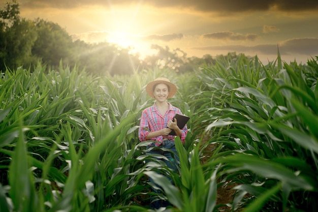 Agricultor caucasiano andando no campo de milho e examinando a colheita antes da colheita ao pôr do sol conceito de colheita de produção de alimentos agrícolas