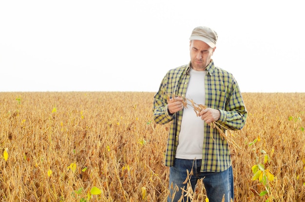 Agricultor caucasiano de meia-idade inspecionando soja madura no campo