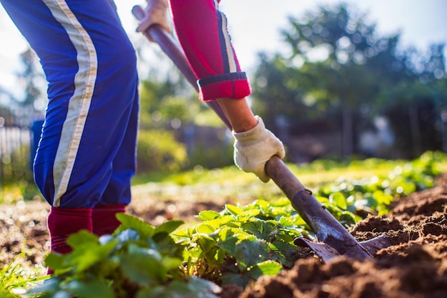 El agricultor cava el suelo en el huerto Preparando el suelo para plantar verduras Concepto de jardinería Trabajo agrícola en la plantación