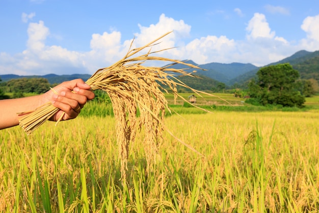 Agricultor colhe arroz no campo