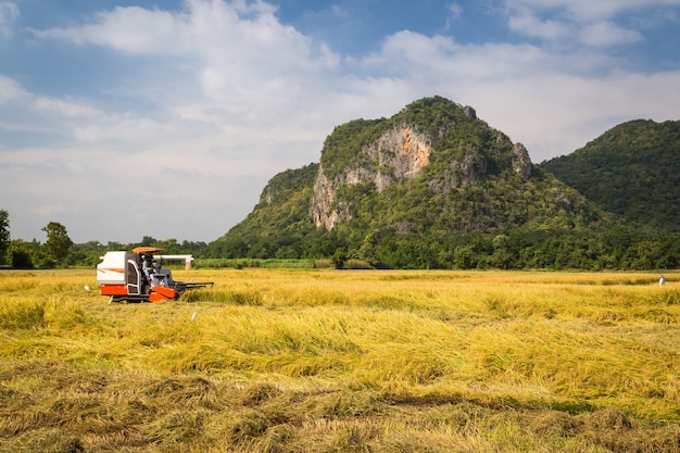 Agricultor, colheita, combinar, harvester