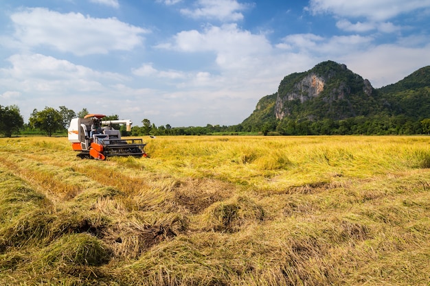 Agricultor, colheita, combinar, harvester