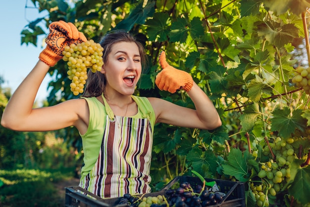 Agricultor, colheita de uvas na fazenda ecológica. Mulher segurando cacho de uvas e aparecer o polegar