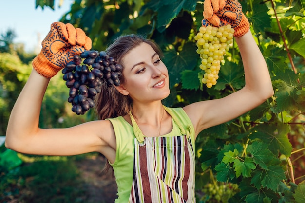 Foto agricultor, colheita de uvas na fazenda ecológica.