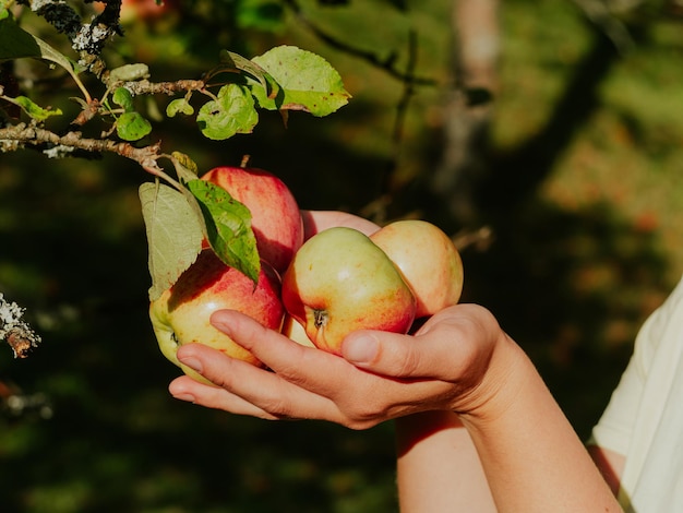 Agricultor colhendo maçãs orgânicas frescas na plantação de pomar Frutas suculentas saudáveis crescendo em mãos femininas no jardim nas montanhas dos Cárpatos Ucrânia Europa Comida local conceito de colheita de produtos domésticos