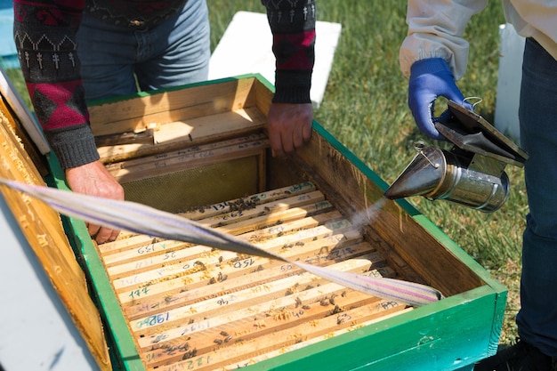 Un agricultor en un colmenar de abejas sostiene marcos con panales de cera Preparación planificada para la recolección de miel