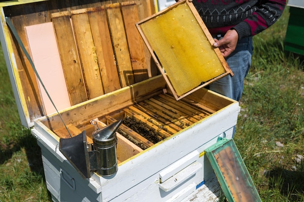 Un agricultor en un colmenar de abejas sostiene marcos con panales de cera Preparación para la recolección de miel