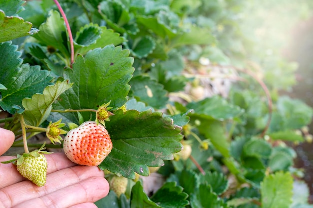 Agricultor com a mão segurando morango na fazenda